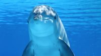 dolphin-203875_960_720.jpg