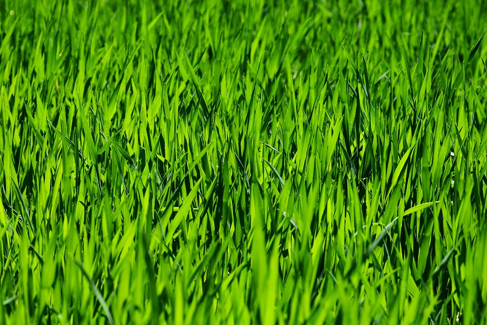 grass-3336700_960_720.jpg